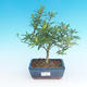 Zimmer bonsai - Gardenia jasminoides-Gardenie - 2/2
