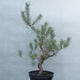 Yamadori - Pinus sylvestris - Waldkiefer - 2/3