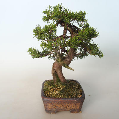 Bonsai im Freien - Juniperus chinensis Itoigava-chinesischer Wacholder - 2