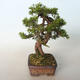 Bonsai im Freien - Juniperus chinensis Itoigava-chinesischer Wacholder - 2/4