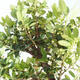 Indoor-Bonsai - Ilex crenata - Holly PB2201158 - 2/2