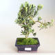 Indoor Bonsai - Podocarpus - Stein Eibe PB2201178 - 2/2