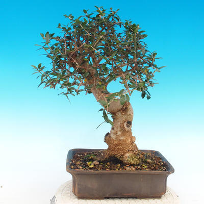 Innenbonsais - Olea europaea sylvestris - oliva europäisches kleines - 2