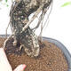 Zimmerbonsai - Ficus kimmen - kleinblättriger Ficus - 2/2