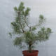 Yamadori - Pinus sylvestris - Waldkiefer - 2/3