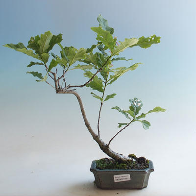 Bonsai-Quercus robur-Sommereiche im Freien - 2