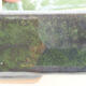 Bonsaischale aus Keramik 17,5 x 13,5 x 5 cm, Farbe grün - 2/3