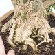 Innenbonsai - Buxus harlandii - Korkbuchsbaum - 2/4
