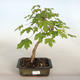 Acer campestre - Baby Ahorn - 2/2