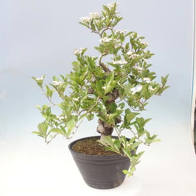 Bonsai im Freien - Weißdorn - Crataegus cuneata - 2