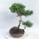 Bonsai im Freien - Juniperus chinensis - chinesischer Wacholder - 2/4