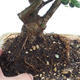Indoor-Bonsai - Olea europaea sylvestris - Europäisches kleinblättriges Olivenöl - 2/4