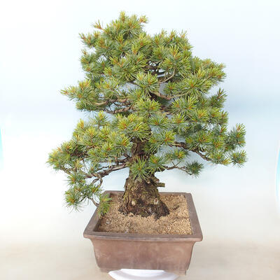 Bonsai im Freien - Pinus parviflora - kleinblumige Kiefer - 2