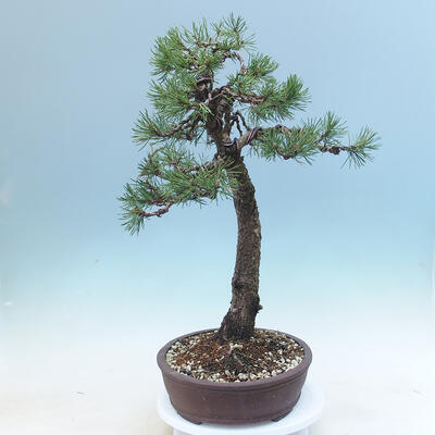 Außen Bonsai -Borovice Moor - Pinus uncinata - 2