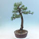 Außen Bonsai -Borovice Moor - Pinus uncinata - 2/5