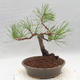 Bonsai im Freien - Pinus sylvestris - Waldkiefer - 2/5