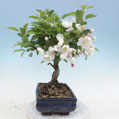 Bonsai im Freien - Malus halliana - Apfelbaum mit kleinen Früchten - 2