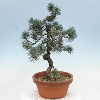 Bonsai im Freien - Pinus parviflora - kleine Kiefer - 2