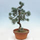 Bonsai im Freien - Pinus parviflora - kleine Kiefer - 2/4