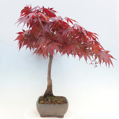 Bonsai im Freien - Acer palmatum Atropurpureum - Roter Palmahorn - 2