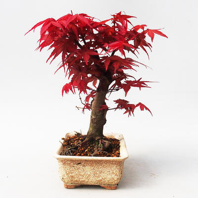 Bonsai im Freien - Maple palmatum DESHOJO - Japanischer Ahorn - 2