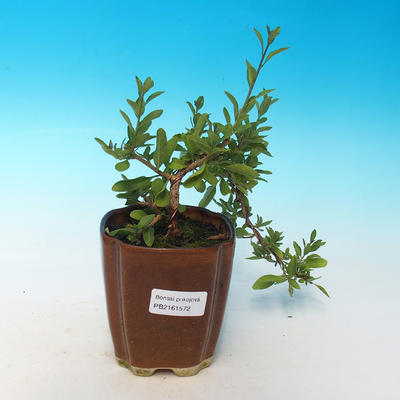 Zimmerbonsai - Senf-Solanum rantonnetii - 2