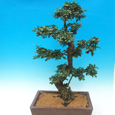 Zimmerbonsai - Carmona macrophylla - Tee fuki - 2