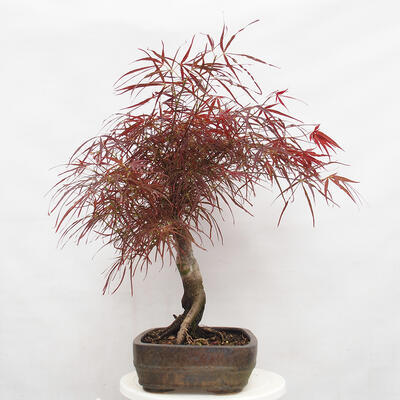 Bonsai im Freien - Acer palmatum RED PYGMY - 2