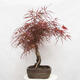 Bonsai im Freien - Acer palmatum RED PYGMY - 2/6