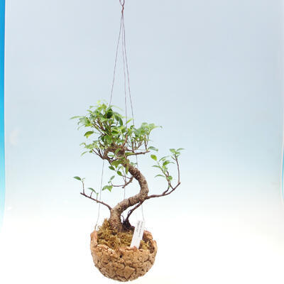 Kokedama in Keramik - kleinblättriger Ficus - Ficus kimmen - 2