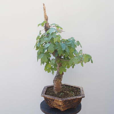 Acer campestre - Baby-Ahorn - 2
