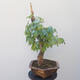 Acer campestre - Baby-Ahorn - 2/4