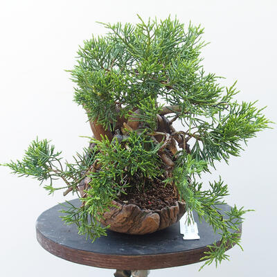 Outdoor-Bonsai - Juniperus chinensis Itoigawa - Chinesischer Wacholder - 2