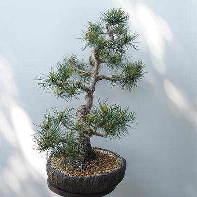 Outdoor-Bonsai - Pinus sylvestris Watereri - Waldkiefer - 2