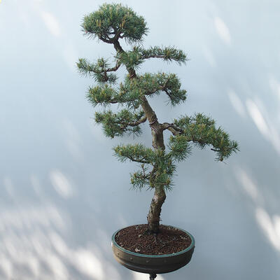 Outdoor-Bonsai - Pinus sylvestris Watereri - Waldkiefer - 2