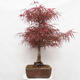 Bonsai im Freien - Acer palmatum RED PYGMY - 2/6