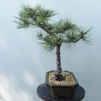 Outdoor-Bonsai - Pinus Nigra - Schwarzkiefer - 2