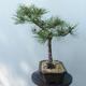 Outdoor-Bonsai - Pinus Nigra - Schwarzkiefer - 2/5