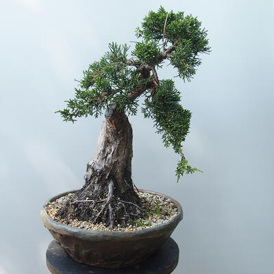 Outdoor-Bonsai - Juniperus chinensis - Chinesischer Wacholder - 2