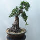 Outdoor-Bonsai - Juniperus chinensis - Chinesischer Wacholder - 2/5