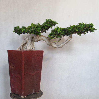 Zimmerbonsai - Ficus nitida - kleiner Ficus - 2