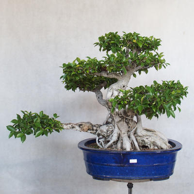 Zimmerbonsai - Ficus kimmen - kleiner Ficus - 2