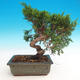 Bonsai im Freien - Juniperus chinensis Itoigava-Chinesischer Wacholder - 2/3