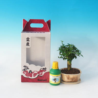Zimmer-Bonsai in einem Geschenkkarton, Ligustrum chinensiss - immergrün Liguster - 2