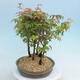Acer palmatum - Ahorn - Hain - 2/4