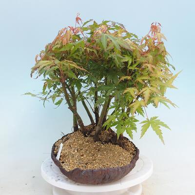 Acer palmatum - Ahorn - Hain - 2