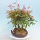 Acer palmatum - Ahorn - Hain - 2/4