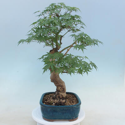 Acer palmatum - Palmahorn - 2