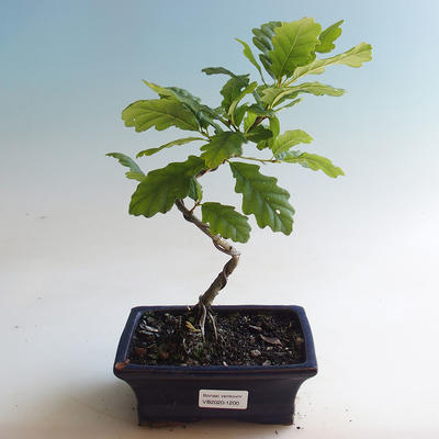 Bonsai-Quercus robur-Sommereiche im Freien - 2