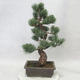 Bonsai im Freien - Pinus parviflora - kleinblumige Kiefer - 2/4